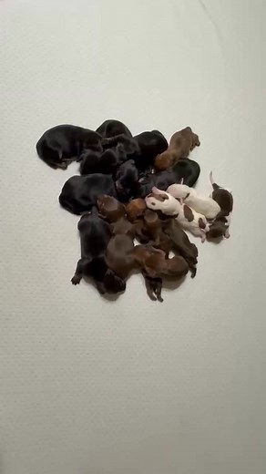 Pile of wieners! Weiner puppy dogs that is! What an adventure! | Gulf Coast Wieners
