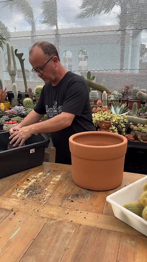 🌵 Parodia leninghausii Também chamado de cacto-dourado, é um espetáculo da natureza! Seus espinhos finos e dourados criam um visual encantador, e quando floresce no topo com amarelo vibrante, rouba a cena em qualquer coleção. ☀️ Gosta de sol pleno, substrato bem drenado e pode chegar a quase 1 metro de altura. Em grupo, forma touceiras maravilhosas que deixam o jardim ainda mais especial. ✨ Quem aí já tem esse cacto incrível na coleção? #cactos #cactosbrasil #cactuslover #cactuslovers #cactoses