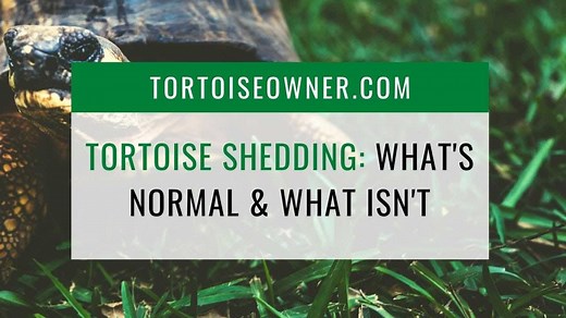 Tortoise Shedding: What's Normal and What Isn't | Tortoise Owner