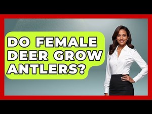 Do Female Deer Grow Antlers? - The Wild Life Explorer