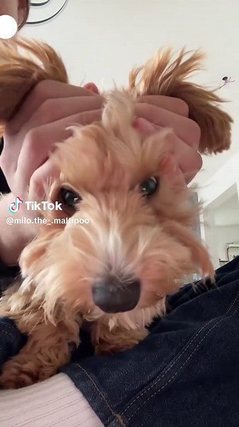 Milo the Maltipoo: Adorable Puppy Moments