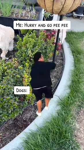 97 comments | Classic dog pee fail 臘‍♀️ #dogmomlife #mythreedoods #dogpee #funnydogvideo #doodlelife #dogsofinstagram #relatable #petparents #goldendoodle #minidoodle | ᒪoᒪᗩ ᗷeᗩᖇ & ᒪiᒪ’ ᗷeᒪᒪᗩ ️ | Facebook