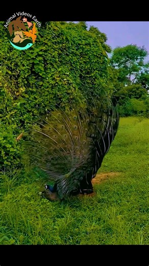 Male Peacock’s Incredible Dance to Attract a Female Stunning Nature Moment 🦚✨