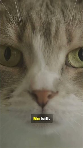 Every Time You Use A Laser Your Cat's Brain Does Something Disturbing #cat #catbehavior #catfacts