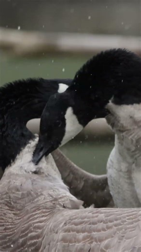 CANADA WAR! (GEESE VICIOUS BATTLE!) #wildlife #wildlifephotography #canada #geese #war #geesefight
