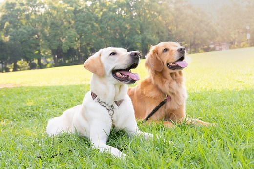 What are the main differences between Golden Retrievers and Labs?