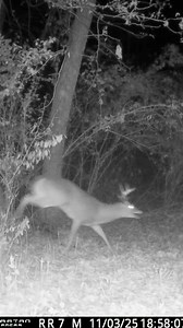 Three legged buck getting in on the rut action🔥💨 | Spartan Camera