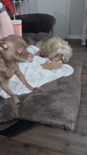 The dogs telling cookie goodbye this broke my heart💔🌈😭😭😭😭but I knew they needed to say goodbye to there sister and she was taken to the vet that we use and they’re going to cremate her, but I’ll get her ashes back soon as possible | Judy Ann Mitschke