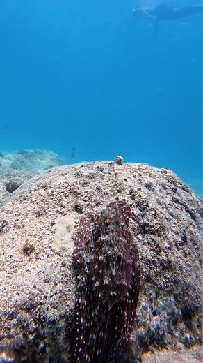 4.5K views · 2.5K reactions | Alien things 冀 #diving #ocean #underwaterphotography #hawaii #viral #octopus #freediving #vacation #nature #beach #viralvideo #viralreel #oahu #oahuphotographer | Hawaii Aquaman | Facebook