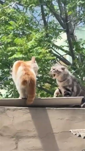 Cat have conversation too