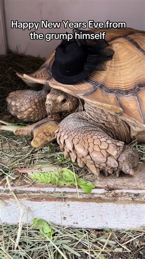 Grumpy Tortoise Celebrates New Year's Eve