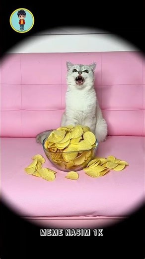 When the owner asked the cat for chips _youtubeshorts _viralshort