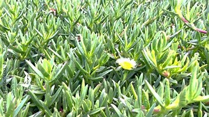 Ground cover plant of the genus Carpobrotus in a city garden.
