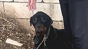 Rescue dog's emotional response to freedom We interviewed instagram.com/rescuing_in_lebanon for this video produced exclusively by GeoBeats. | GeoBeats Animals