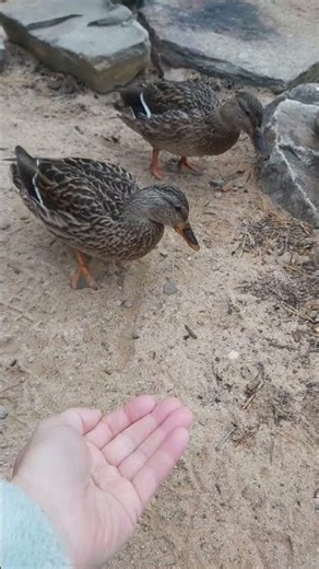 Solo Wild Camping in Scotland | Treehouses, Fairies, Freezing Swims & Golden Eagles #shortsfeed