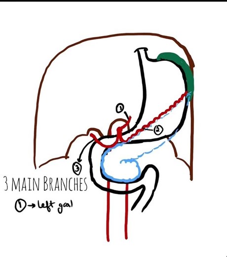 How to Draw Celiac Trunk Branches in 60s ✍️