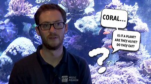 1.6K views · 59 reactions | Today Aquarist Ryan, who works closely with our coral exhibits, takes a minute out of his day to answer some common coral questions! | Mystic Aquarium | Facebook