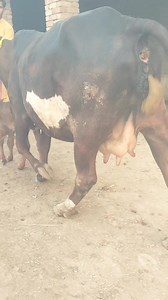 4.2K views · 122 reactions | Big cwo farsal 03241291973 | Dairy Cow TV | Facebook