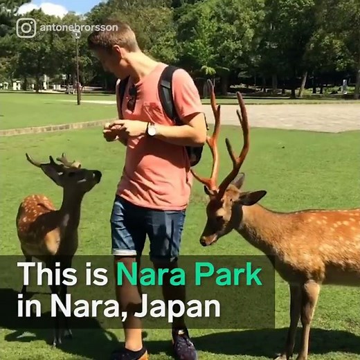 This park in Nara, Japan, is full of polite deer