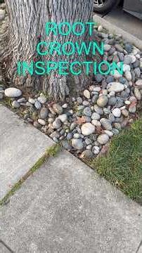 Follow up root crown inspection