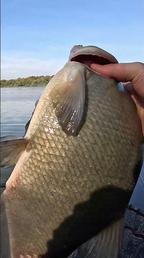 When you lose the biggest fish of the session 😵‍💫🤣 #fishing #fish