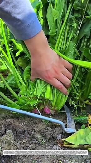 Curved Steel Sickle: How Sharp Root Cutting Harvests Crisp Greens Cleanly