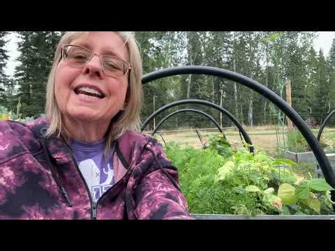 🌿🔥 Wildfire season tip for dogs!