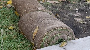 Rolled up fast-expanding lawn. Preparing for laying a rolling lawn on the lawn. Pre-grown roll with green grass and turf for sidewalk beautification. Greenish pre cultivated sod preparation