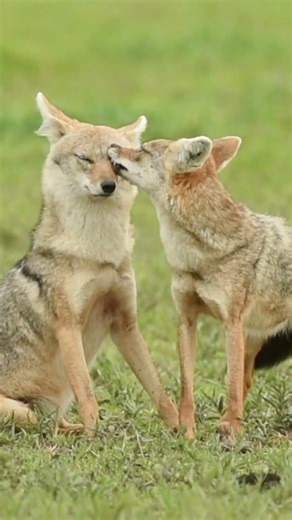 COIOTE!O uivo enganador!#animais #natureza #curiosidade #coiote