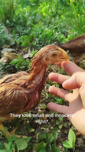 💪Strongest Chicken Breed, Rare Aseel Chicks