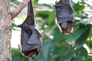 Do Bats Have Tails? - Animal Hype