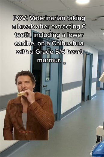 Chihuahua Dental Extraction: Veterinarian's Break POV