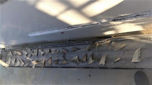 Is shark finning is illegal? Why is Australia part of the shark fin trade?