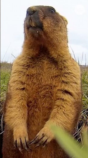 How accurate is Phil on Groundhog Day? See other furry forecasters.
