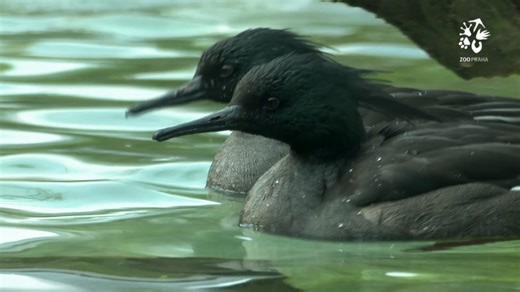 20K views · 262 reactions | Prozkoumejte všechny jarní novinky...