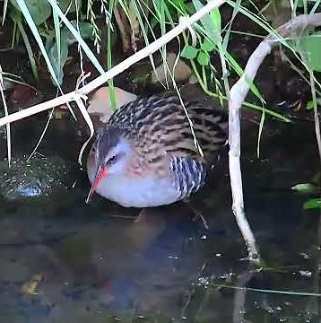 クイナ調布地区（中流区域）ショート 2026年5月5日 #クイナ #野鳥 #birds #wildlife #nature #自然観察ぶらり散歩