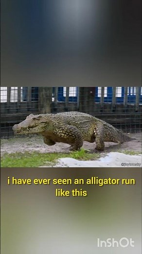Strange Alligator Run like Dog (2025)