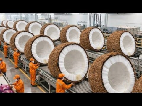 Inside the Largest Coconut Factory in the World | From Farm to Packaging | Amazing Food Processing