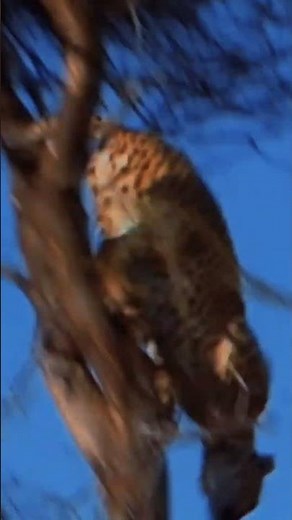 Cheetah vs Lion: Speed vs Power in the Wild #Shorts