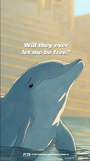 This is what a dolphin’s life becomes when they’re kept in a tank and made to perform.