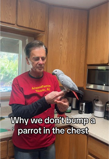 Understanding Parrot Behavior: Chest Bumping Explained
