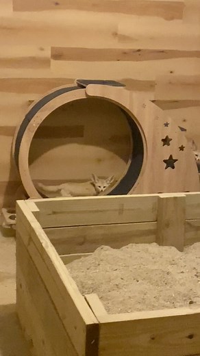 37K views · 1.5K reactions | The yoda-chihuahua-foxes are just the cutest! I’ve seen  on the wheel, but haven’t ever caught them in the act of using it before. | Arctic Fox Daily Wildlife Rescue, Inc. | Facebook