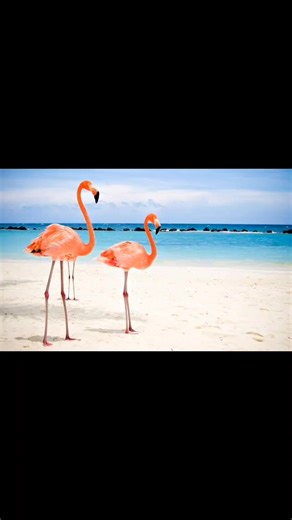 2023 EN 5 MIN #2023 #gracias #seguiremos #felicidades #fypシ #parati #flamigos #bandada #goblackgo