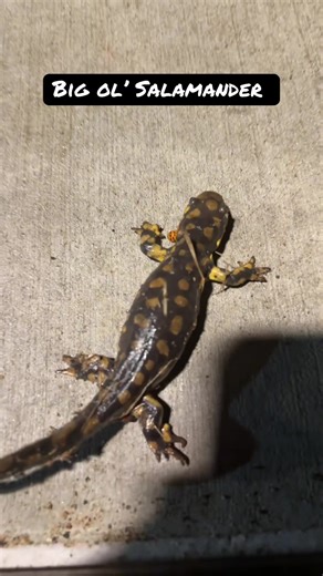 Big Ol' Salamander: First Critter of the Year in Minnesota