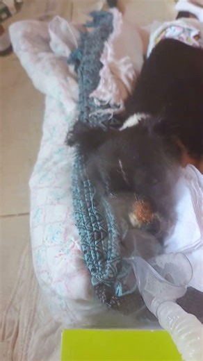 Mãe de pet sozinha é difícil