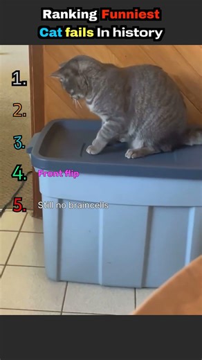 Ranking Craziest Cat Fails Ever (Wait for #1 😳)