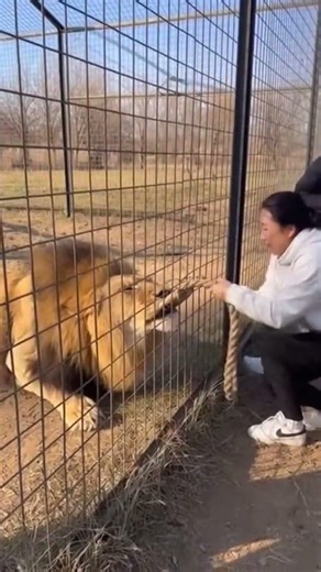 Lion Suddenly Yanks the Rope — Woman Almost Pulled Into the Enclosure 😱