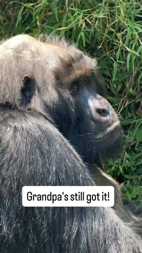12K reactions · 811 shares | Which Country is Best for Gorilla...