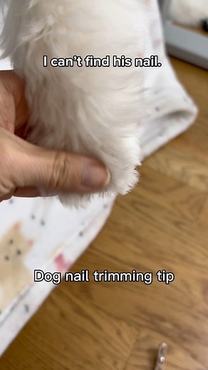 I groom my dog at home—this way it only takes 5 minutes! #dog #puppylovers #dognailtrim #doglife #doggroomingtips #dogmoments #doglover #dogmomlove | LouieMaltipoo2021