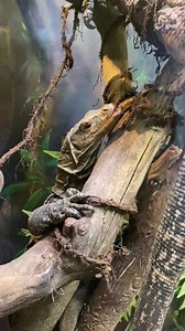 215K views · 390 reactions | Until its rediscovery in the 1980s, the butaan (aka Gray's monitor lizard) was believed to be extinct. It is now listed as vulnerable on the IUCN Red List of Threatened Species. The L.A. Zoo’s success in breeding this rare reptile has been touted as one of the most significant breakthroughs in monitor lizard husbandry of this century. #GraysMonitorLizard #GraysMonitor #MonitorLizard #Lizard #Reptile #ZoosSavingSpecies #Conservation | Los Angeles Zoo | Facebook